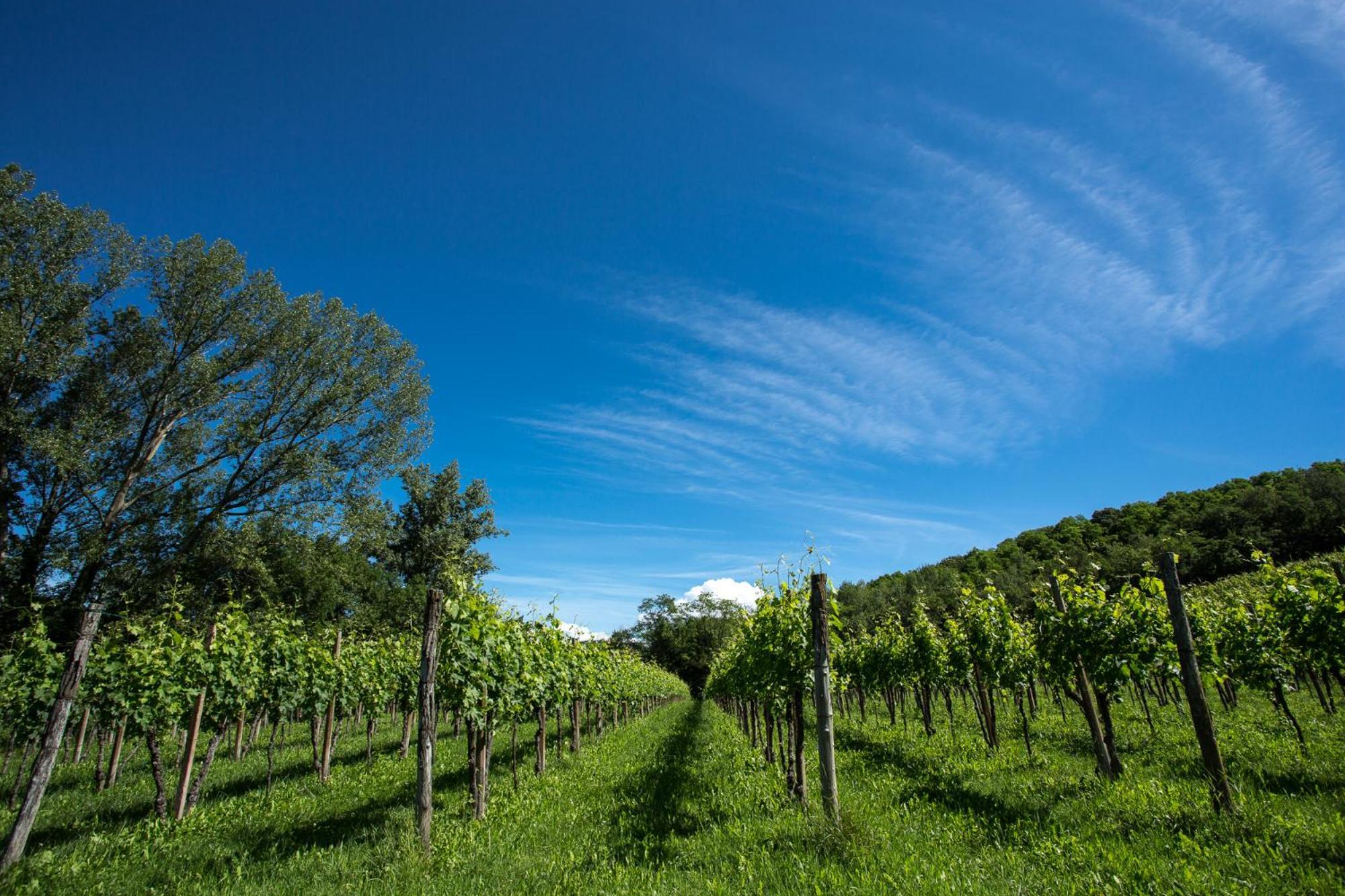 Azienda Agricola Moschioni Cividale del Friuli Extérieur photo