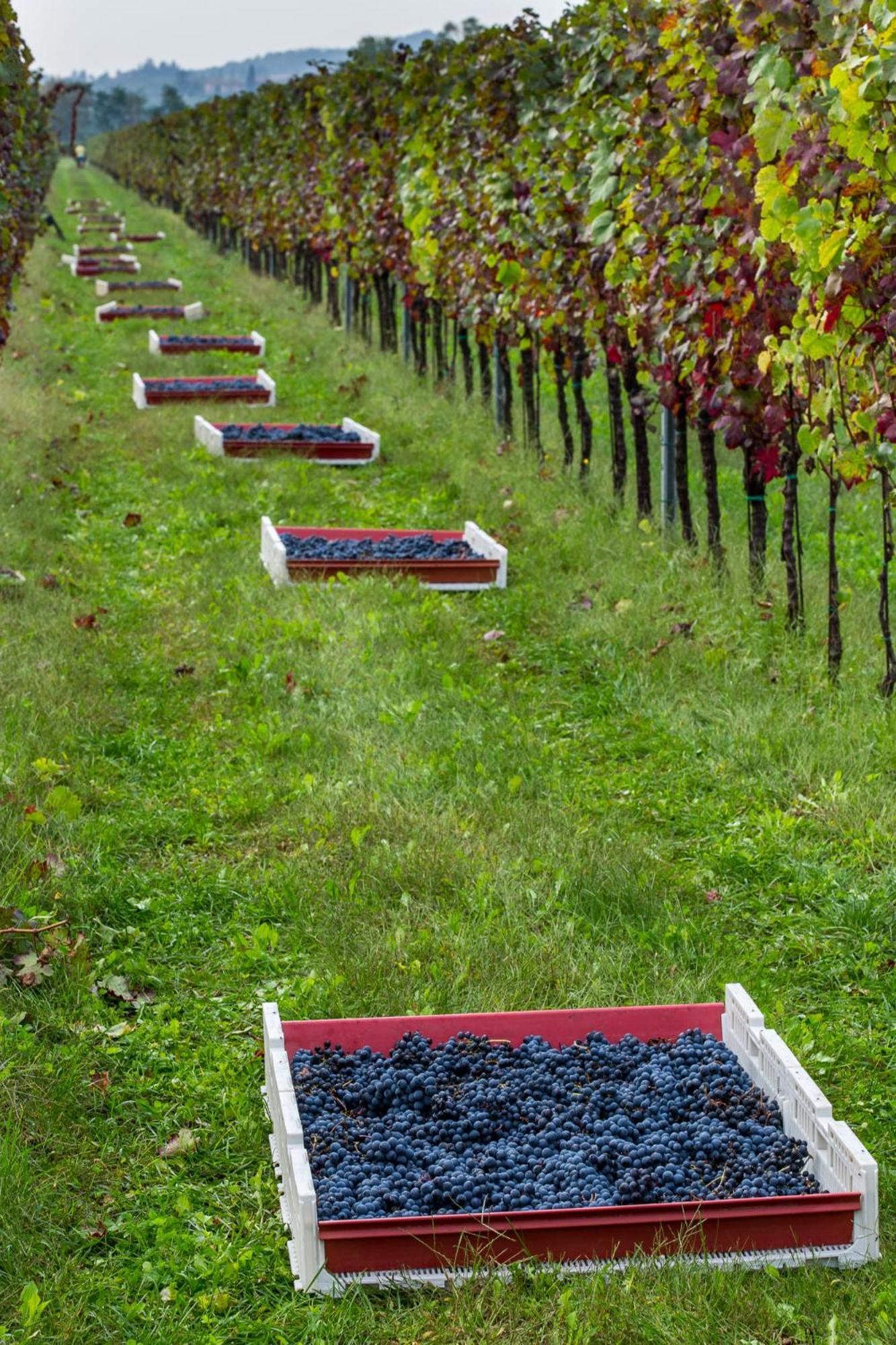 Azienda Agricola Moschioni Cividale del Friuli Extérieur photo