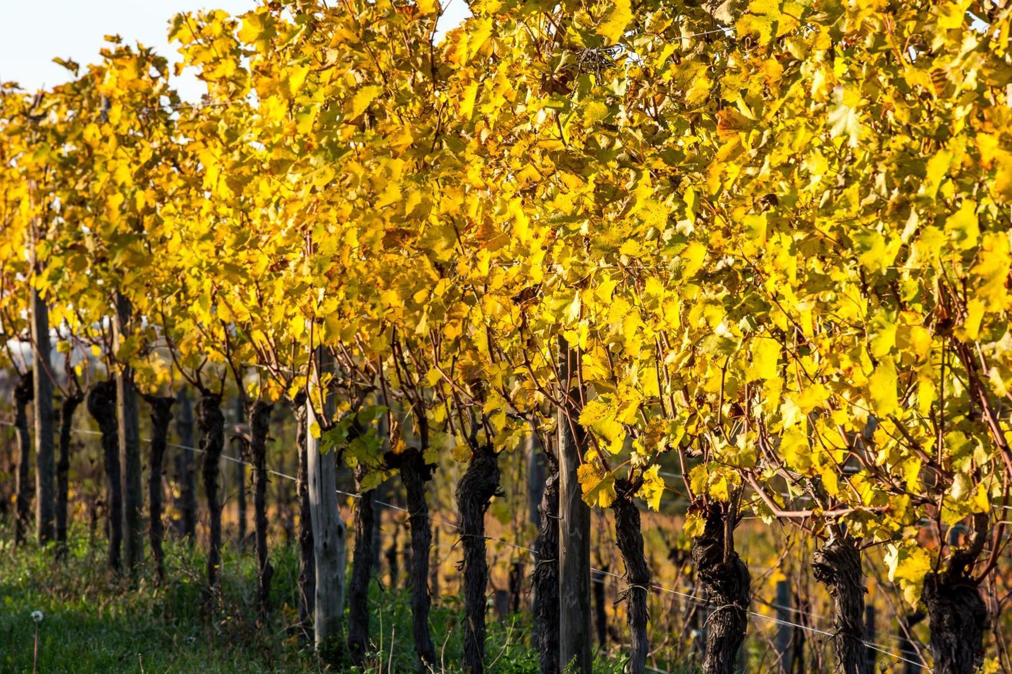 Azienda Agricola Moschioni Cividale del Friuli Extérieur photo